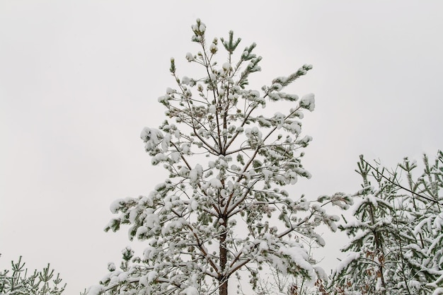 Ramas de pino de nieve con conos aislados en blanco