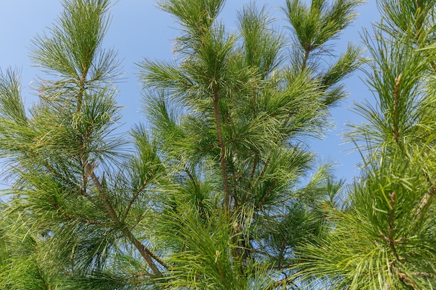 Ramas de pino siberiano o pinus sibirica con largas agujas verdes esponjosas contra el cielo azul