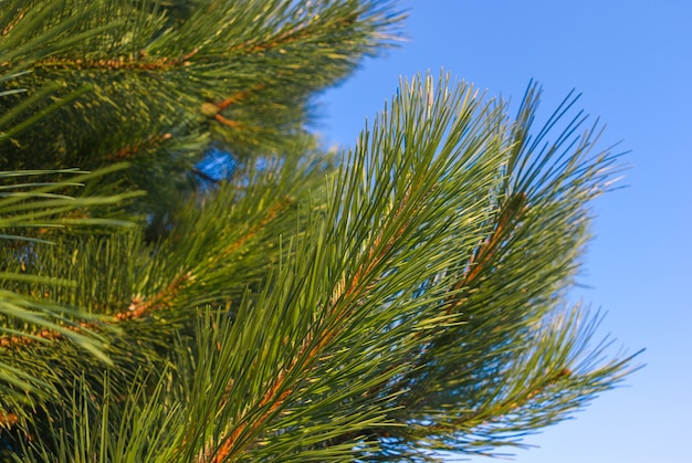 Ramas de pino verde contra el cielo azul