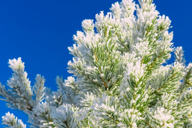 Ramas de pino verde cubierto de escarcha contra el cielo azul. La nieve se encuentra en las ramas de abeto, primer plano, espacio para texto. Frosty árbol de Navidad al aire libre.