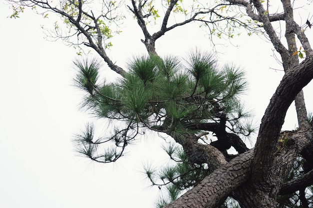 Ramas de pinos arbol verde.