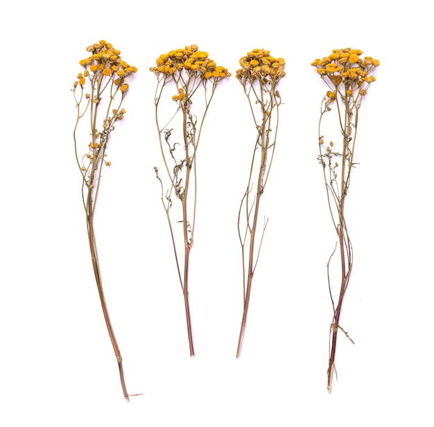 Ramas planas y secas de hierba tanaceto sobre un fondo blanco Flor de Tanacetum vista desde arriba