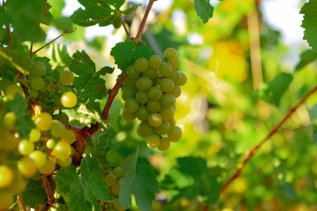 Ramas de la planta de uvas en la granja en la luz del sol de la mañana