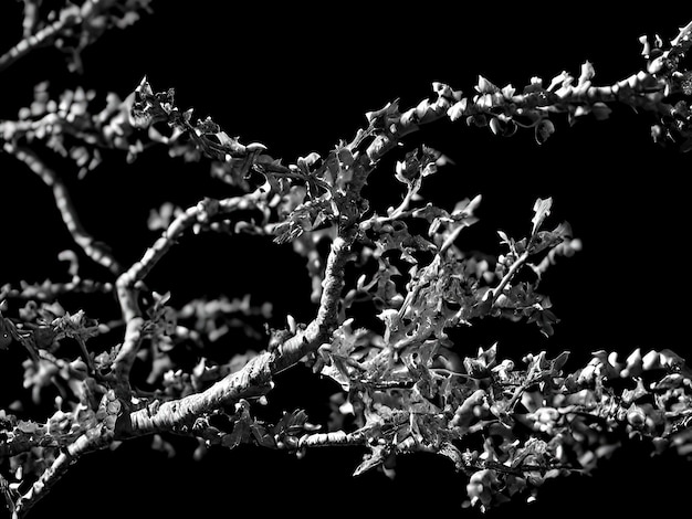 Ramas de plantas congeladas monótonas blancas sobre fondo negro liso