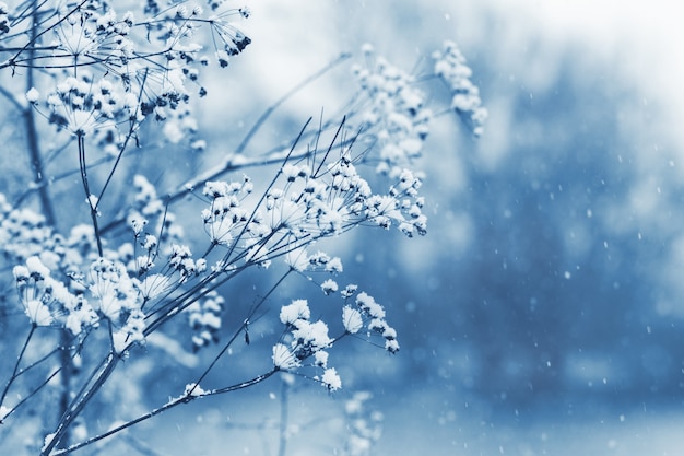 Ramas de plantas cubiertas de nieve en el bosque durante una nevada