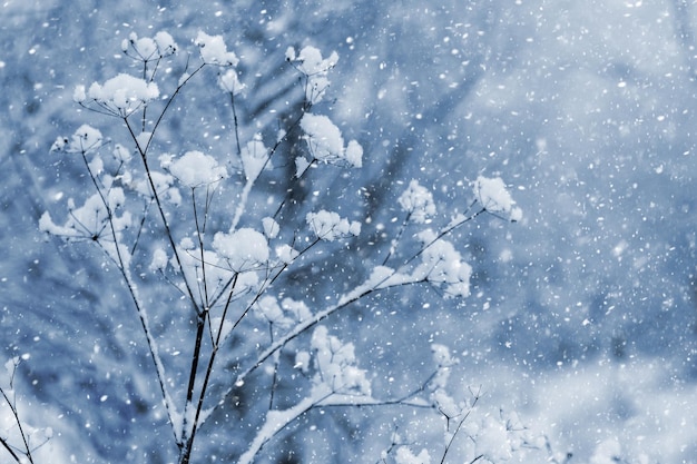 Ramas de plantas cubiertas de nieve suave y suelta durante una fuerte nevada