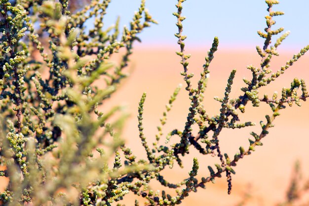 ramas de plantas en el desierto africano