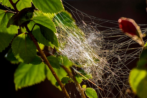 Ramas de plantas trenzadas por densas telarañas