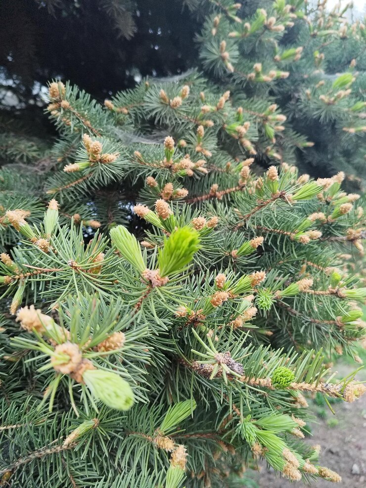 ramas de primavera de abeto con conos