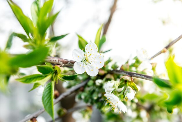 Ramas de primavera de árbol floreciente. Cerezo en flores blancas. Fondo borroso