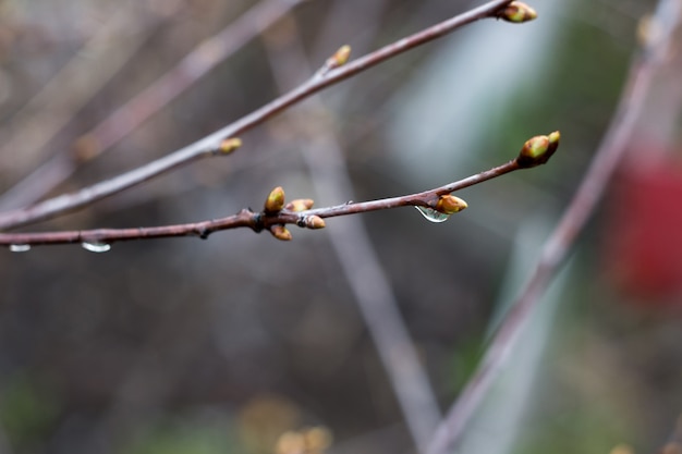 Ramas de primavera con gotas