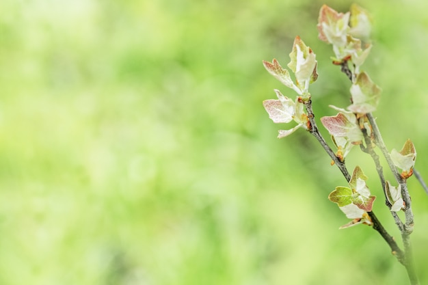 Ramas de primavera con hojas verdes