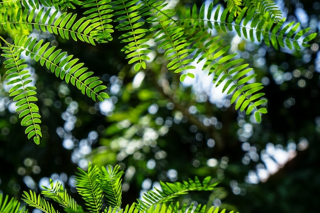 Ramas de primavera verde brillante hojas de primer plano con bokeh luz verde y blanco oscuro