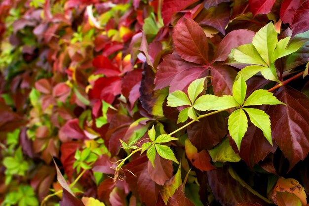 Ramas rizadas planta hojas amarillas verdes rojas