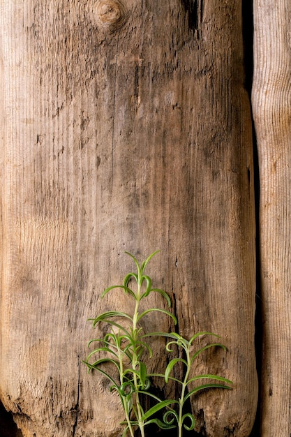 Ramas de romero de jardinería orgánica fresca en madera