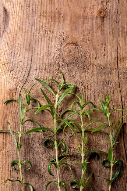 Ramas de romero de jardinería orgánica fresca en madera