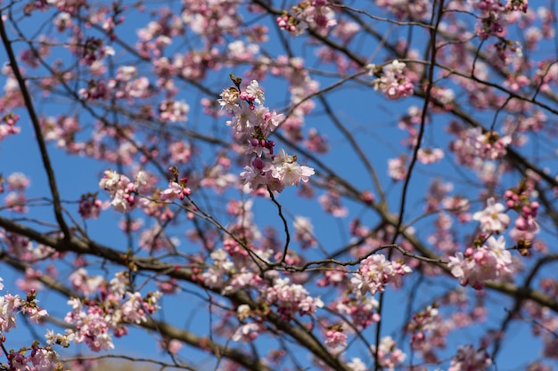 ramas de sakura contra el cielo azul