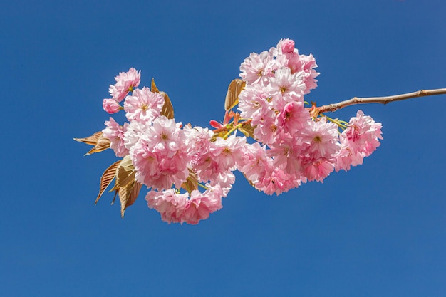 Ramas de sakura flor de sakura contra el primer plano de cielo azul