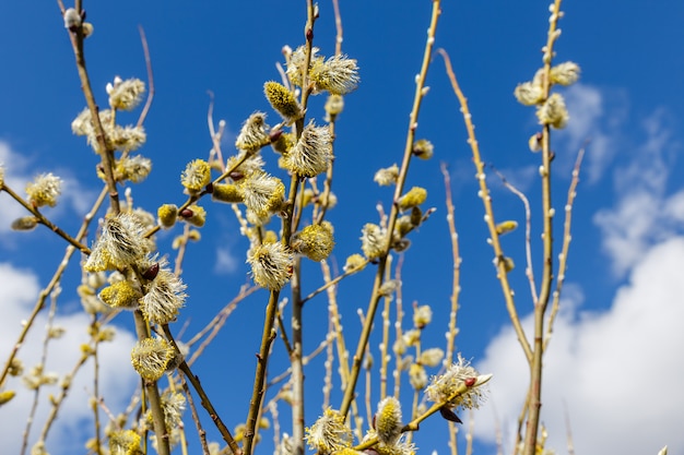 Ramas de sauce en el día soleado de primavera