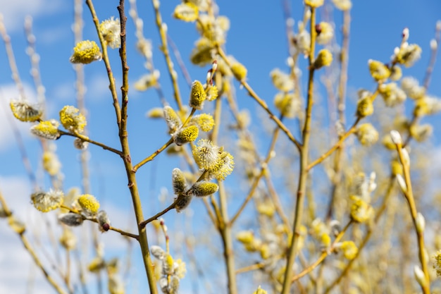 Ramas de sauce en el día soleado de primavera