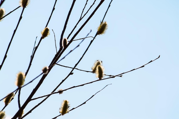 Ramas de sauce en el fondo del cielo de primavera