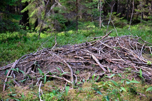 Ramas secas de árboles en el bosque reunidas en un montón