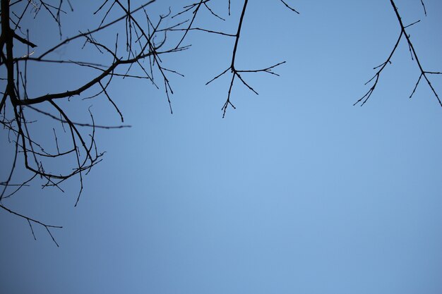 Ramas secas con cielo azul en invierno