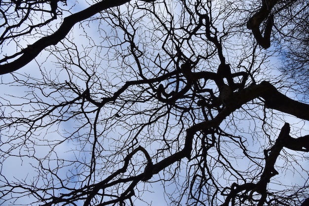 Ramas secas negras de un árbol contra un cielo azul y blanco en primavera