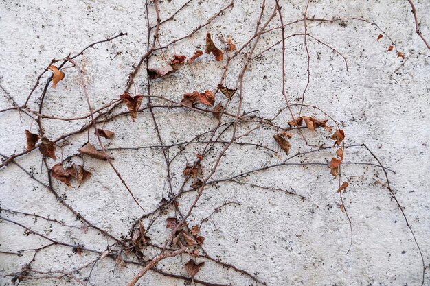 Ramas secas de plantas delgadas con hojas en una pared gris claro