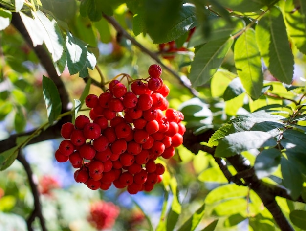 Ramas de serbal con bayas rojas Otoño y fondo natural Bayas y hojas de serbal otoñales Copiar espacio