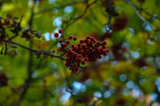 Ramas de serbal en otoño. Hermoso paisaje de otoño