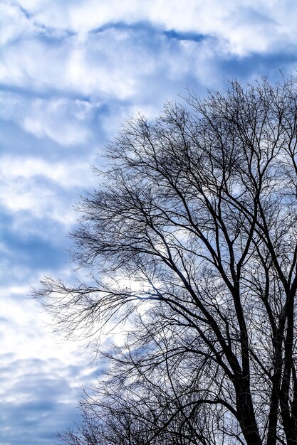 Ramas de una silueta de árbol seco contra un paisaje depresivo de cielo tormentoso