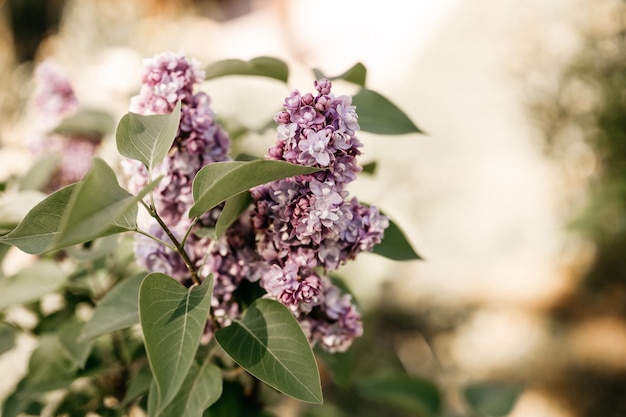 Ramas de terry lilac florecieron en plena floración de pétalos de flores de primavera púrpura entre las hojas de arbusto en un jardín de flores en la naturaleza. teñido en tonos terrosos apagados naturales. colores muy pery y verdes