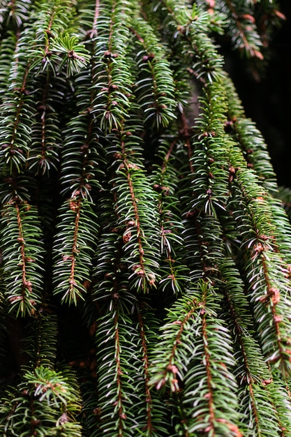 Ramas de la textura del abeto