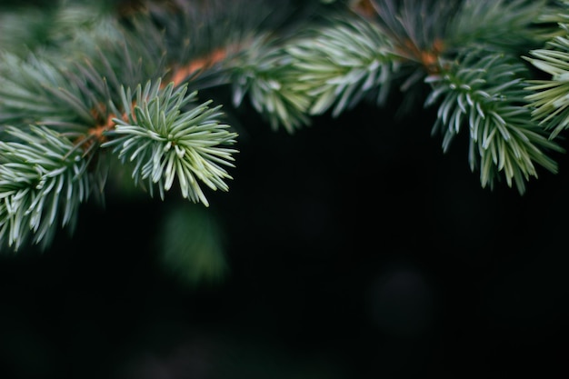 Ramas de una textura de fondo de abeto de plantas coníferas