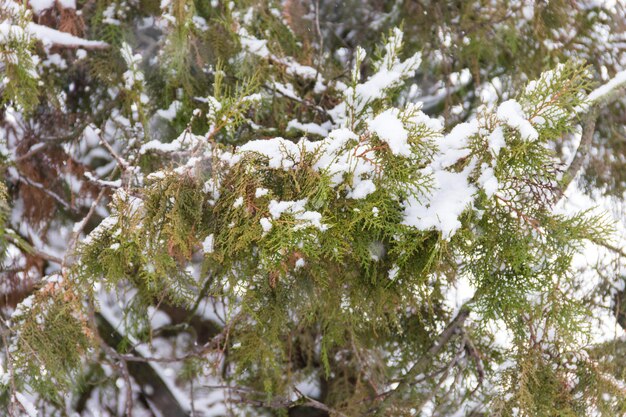 Ramas de Thuja cubiertas de nieve