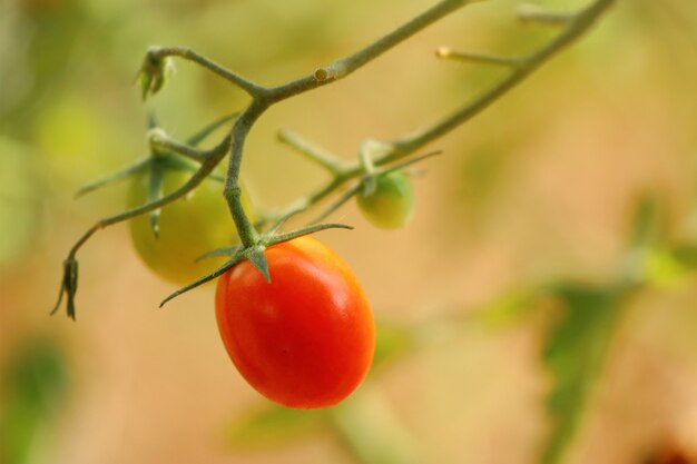 Ramas de tomate cherry