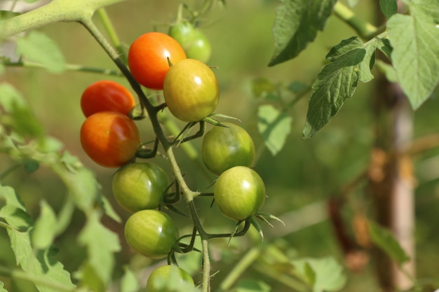 Ramas de tomate cherry