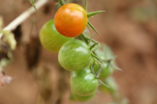 Foto ramas de tomate cherry