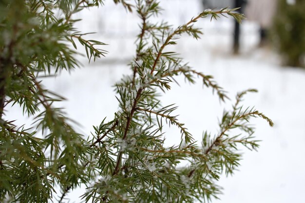 Ramas de tuya en la nieve de cerca