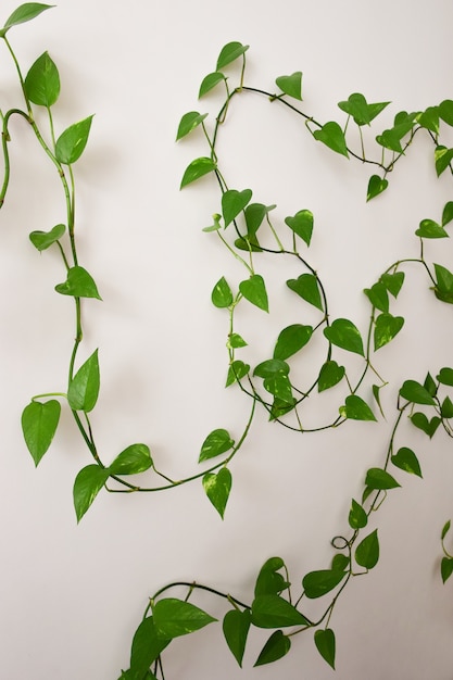 Foto ramas de uva con muchas hojas sobre un fondo blanco con yazigzags alrededor del marco