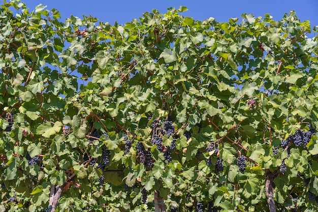 Ramas de uvas de vino tinto que crecen en los campos Vista de cerca de la uva de vino tinto fresca