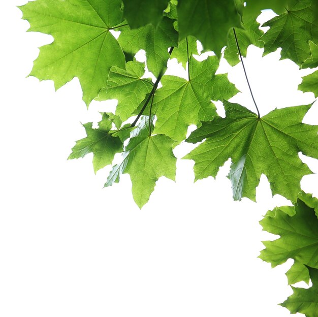 Ramas verdes aisladas en blanco.