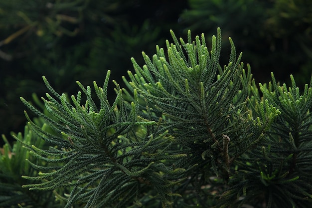 Ramas verdes de Araucaria closeup