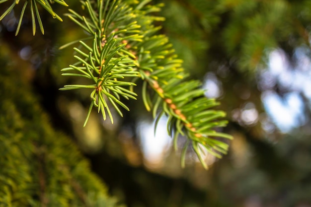 Ramas verdes de un árbol conífero