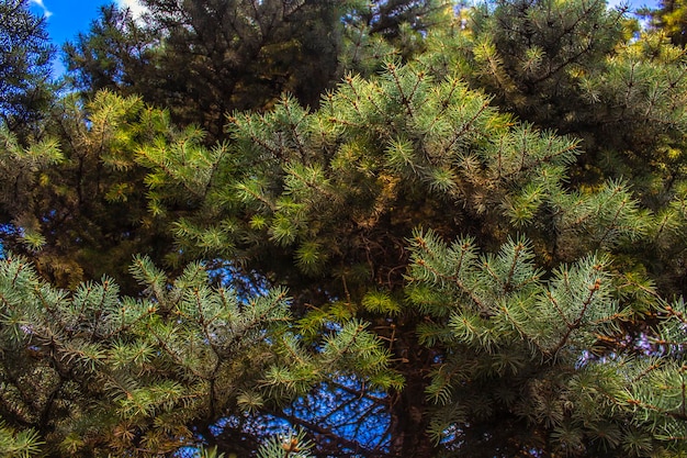 Ramas verdes de un árbol conífero