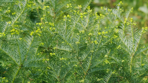 Ramas verdes del árbol de tejo hermosas ramas del tejo taxus baccata fastigiata aurea o tejo inglés