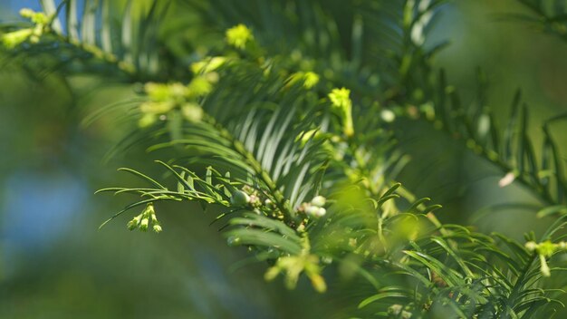 Ramas verdes del árbol de tejo hermosas ramas del tejo taxus baccata fastigiata aurea o tejo inglés