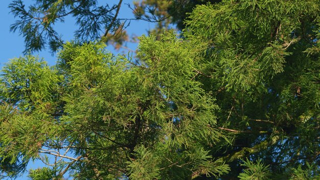 Foto ramas verdes del árbol thuja thuja occidentalis es un árbol de coníferas de hoja perenne
