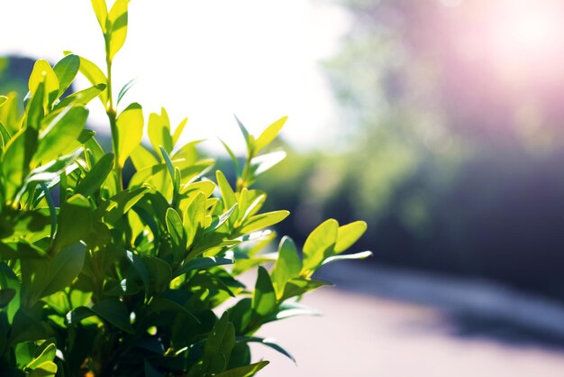 Foto ramas verdes de boxwood en verano en un día soleado